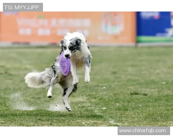 飞盘世界的追梦之旅：赵秀英的成长与坚持